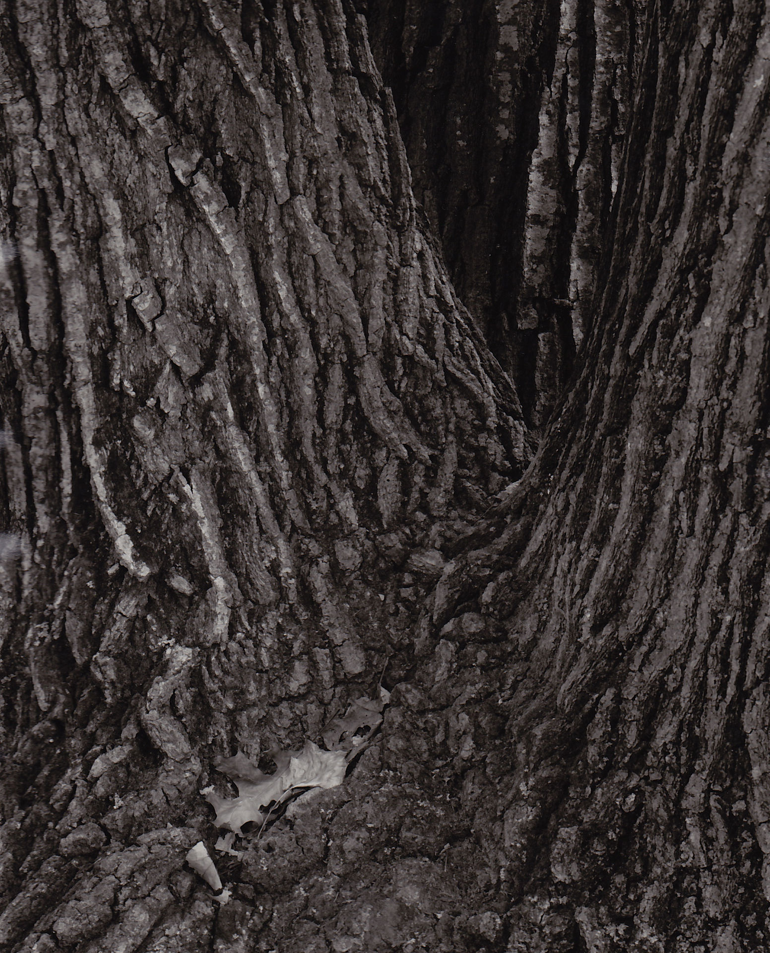 oak tree photograph